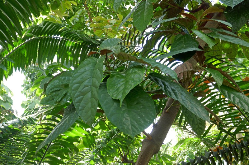 Ficus dryepondtiana photo 5