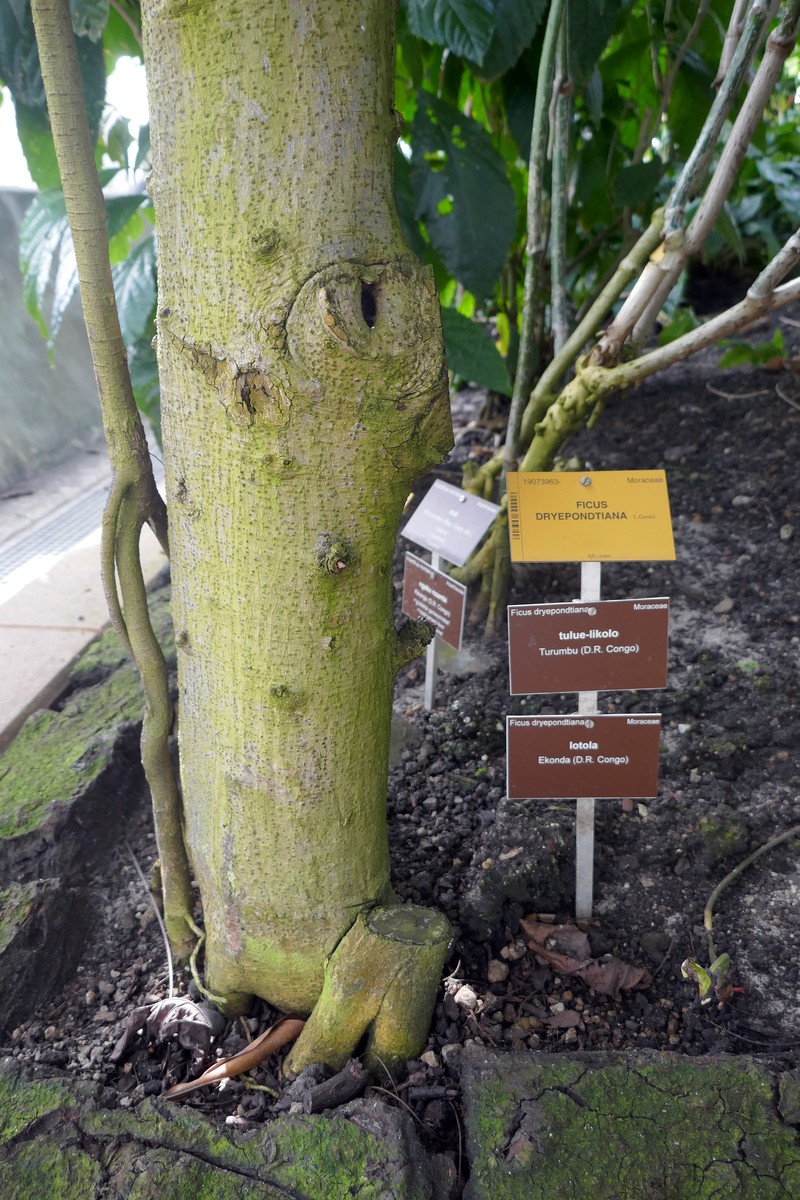 Ficus dryepondtiana photo 6