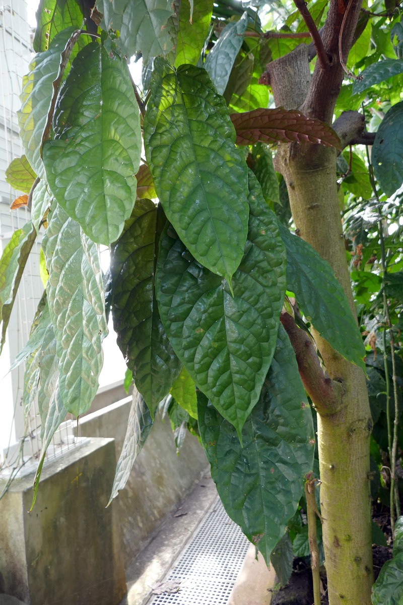 Ficus dryepondtiana photo 7