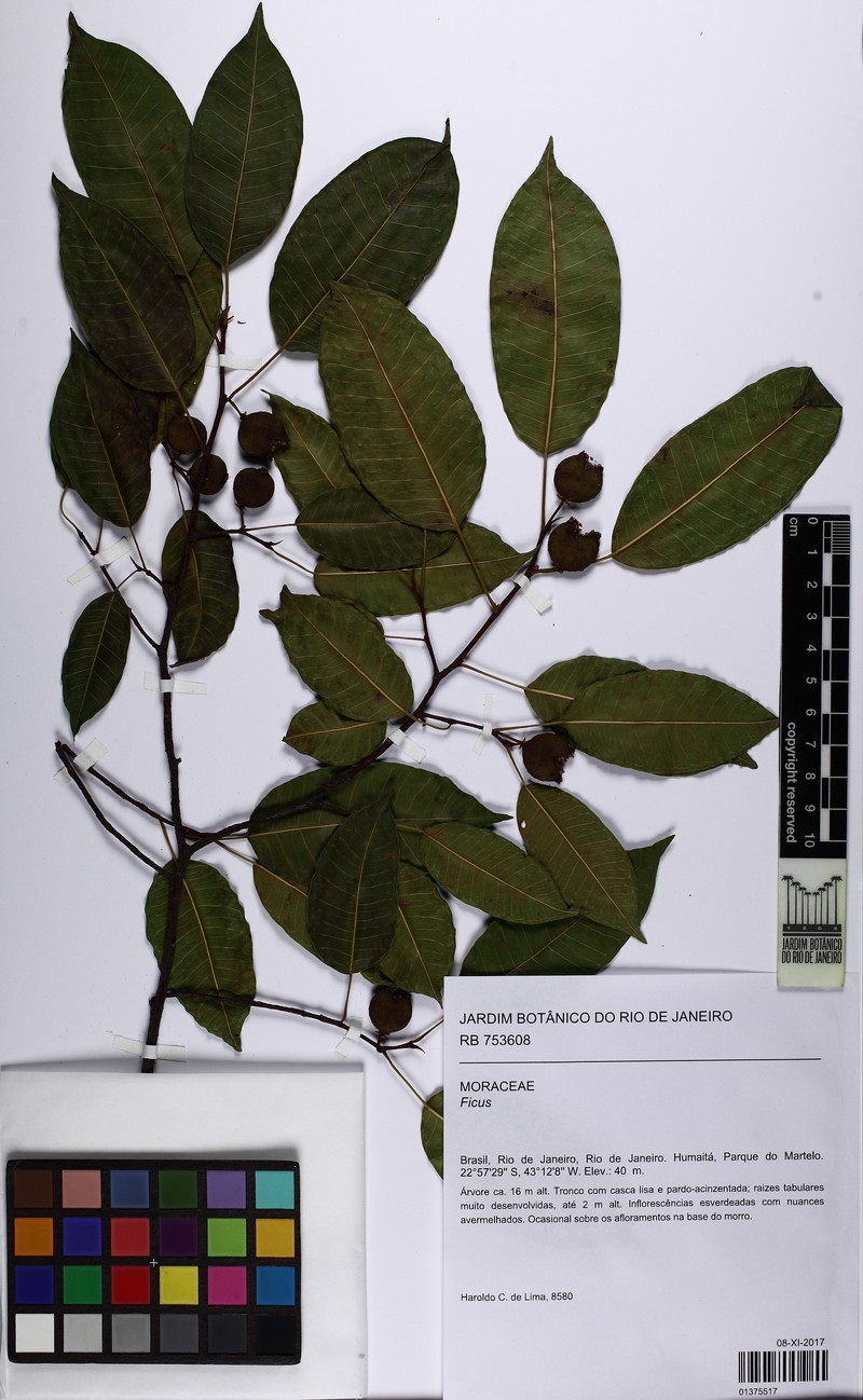 Ficus duartei