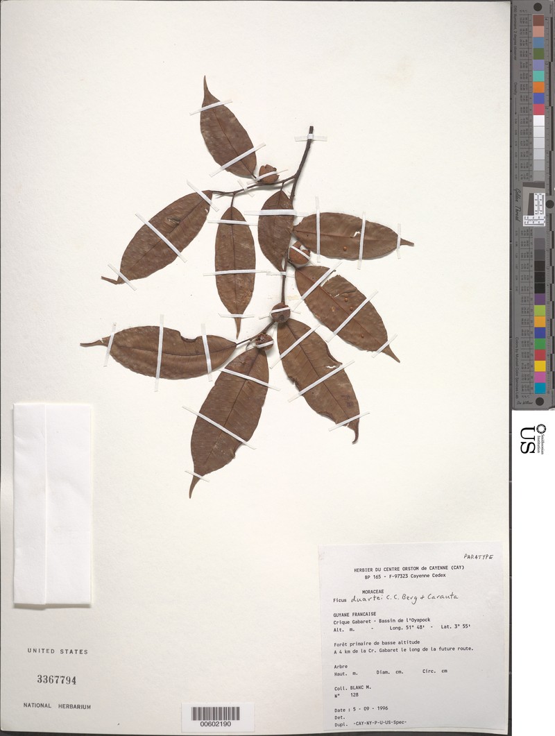 Ficus duartei photo 2