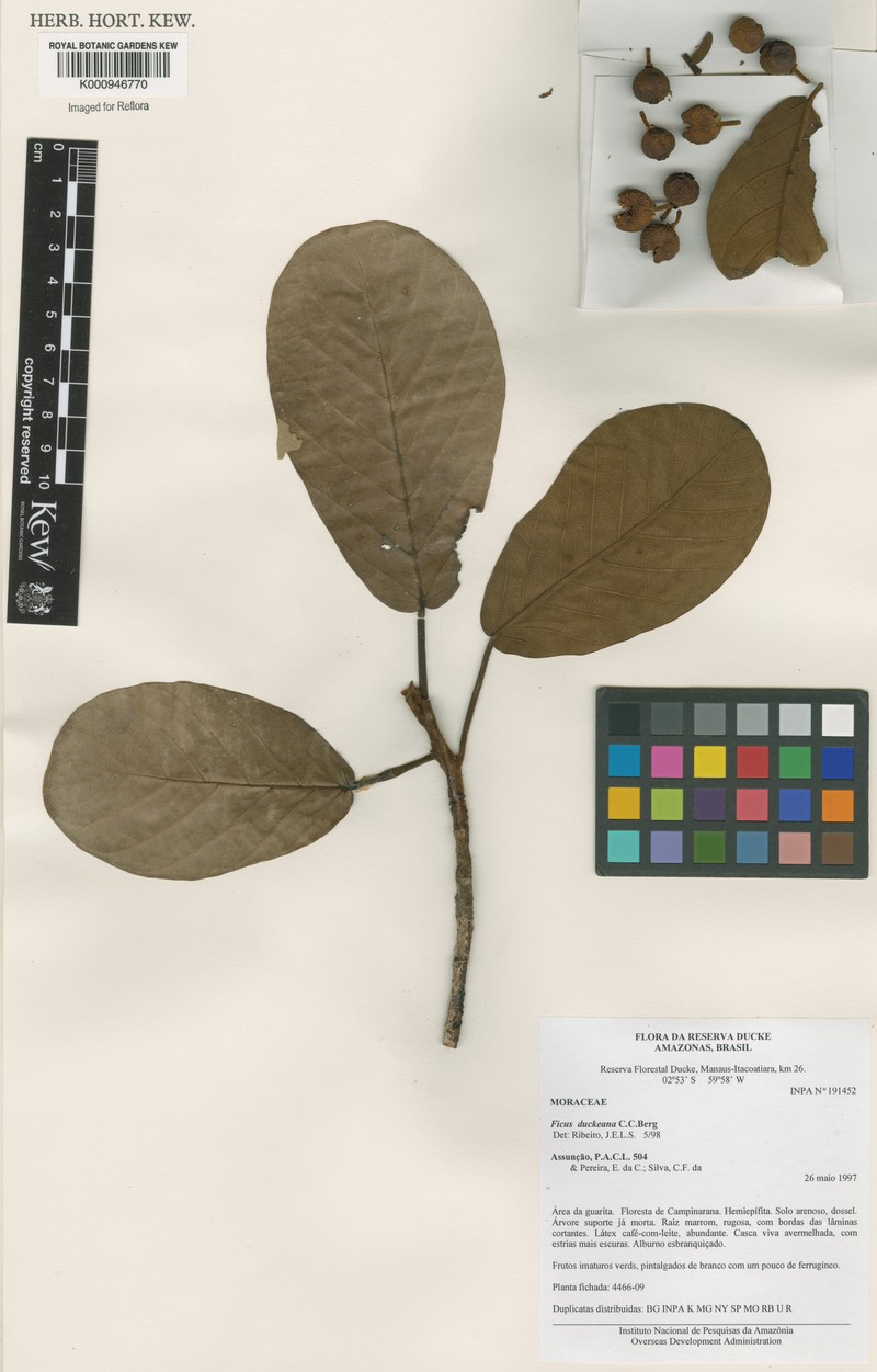 Ficus duckeana