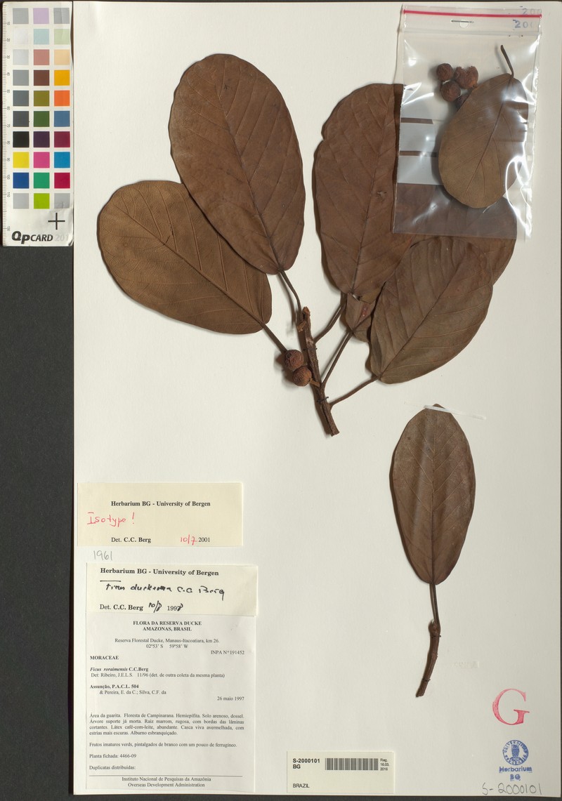Ficus duckeana photo 2