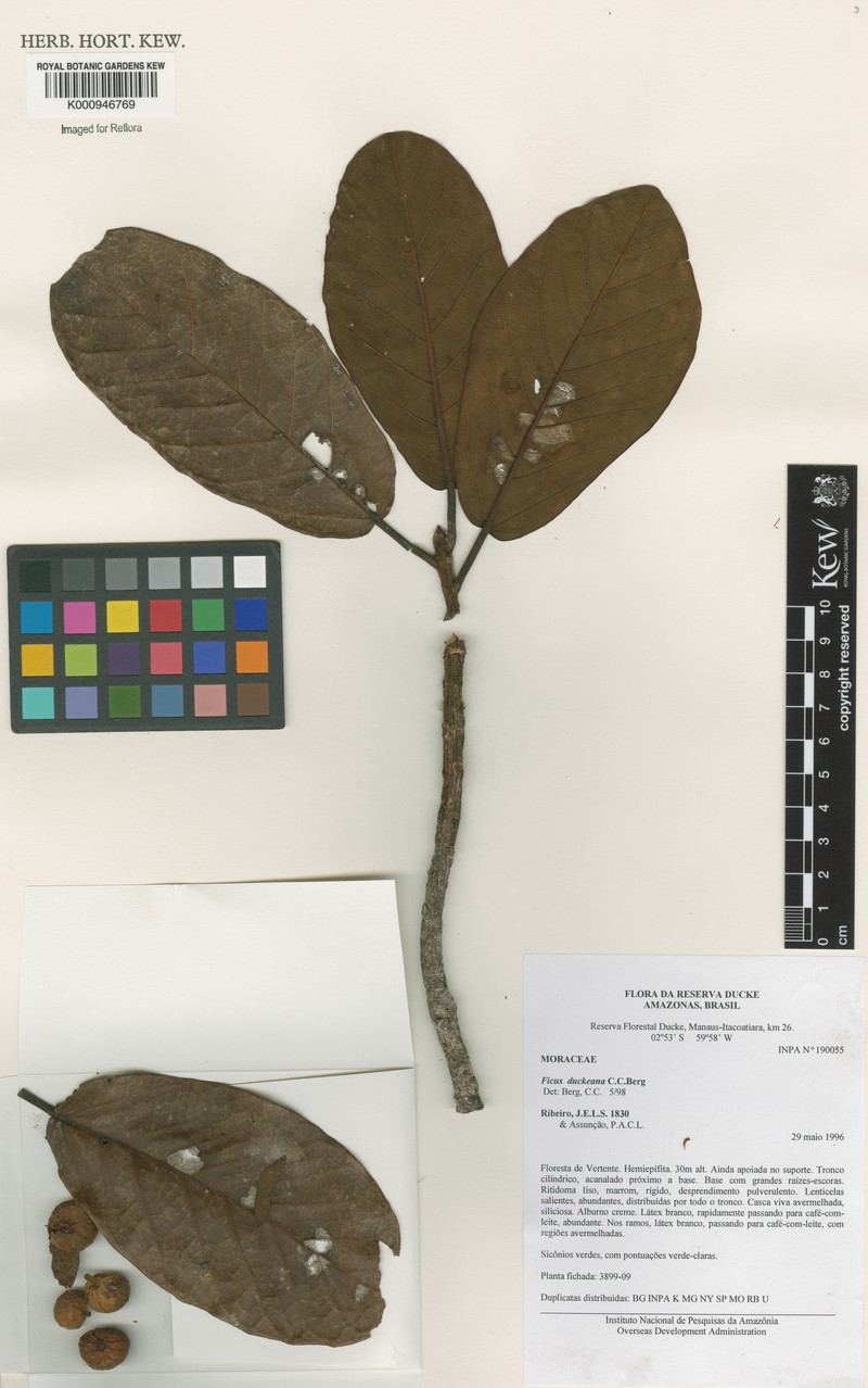 Ficus duckeana photo 3