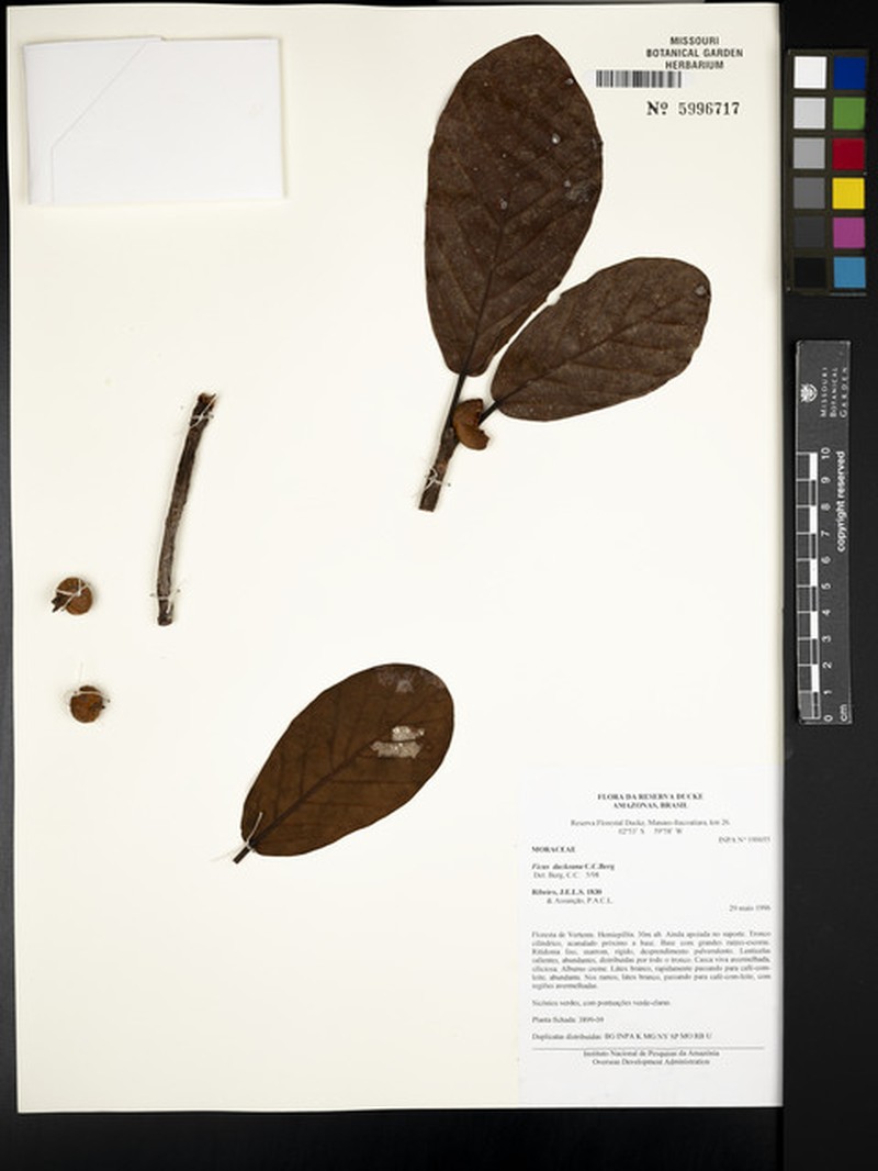 Ficus duckeana photo 4