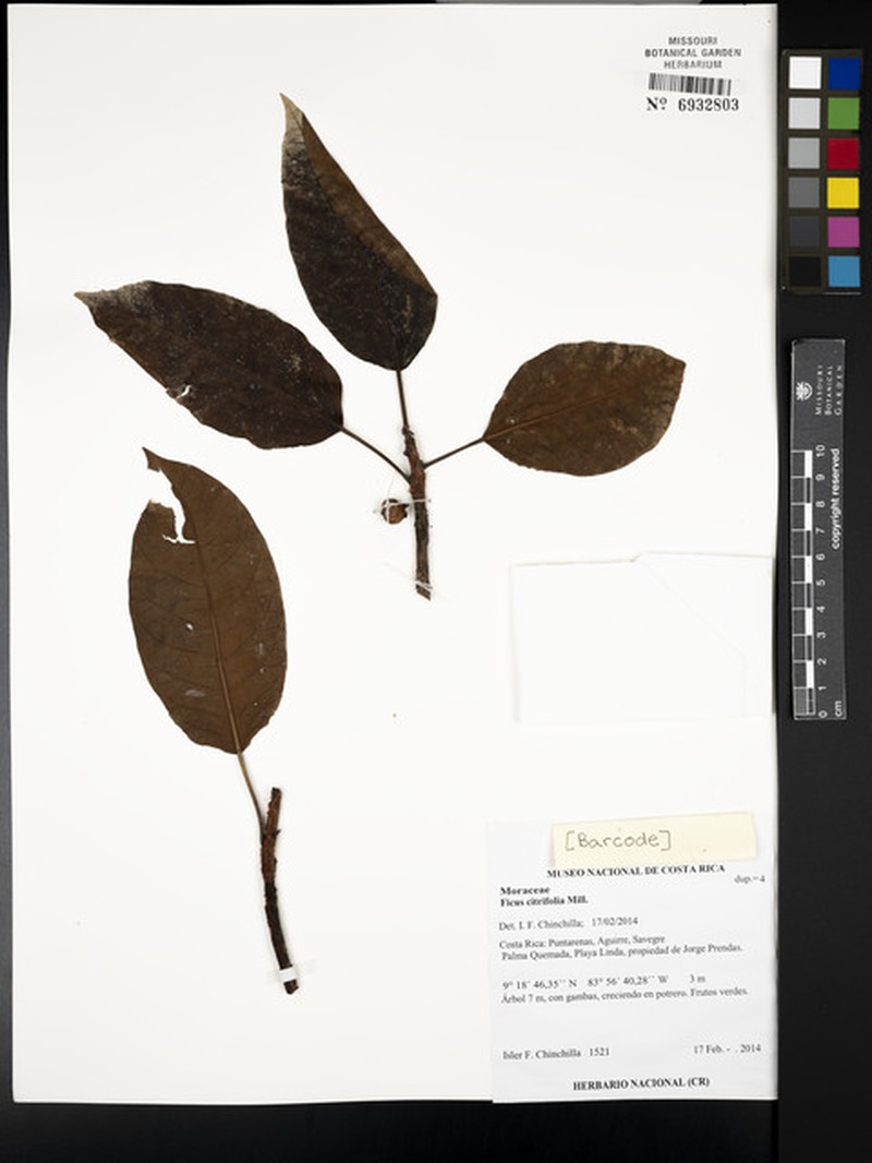Ficus dugandii
