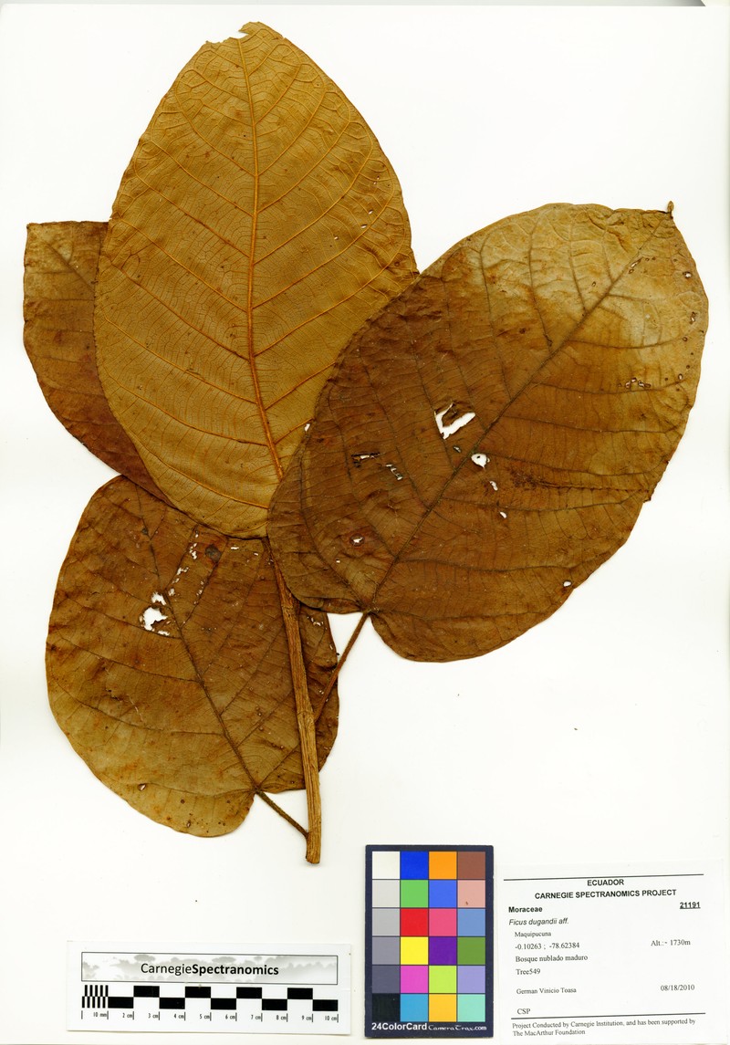 Ficus dugandii photo 2