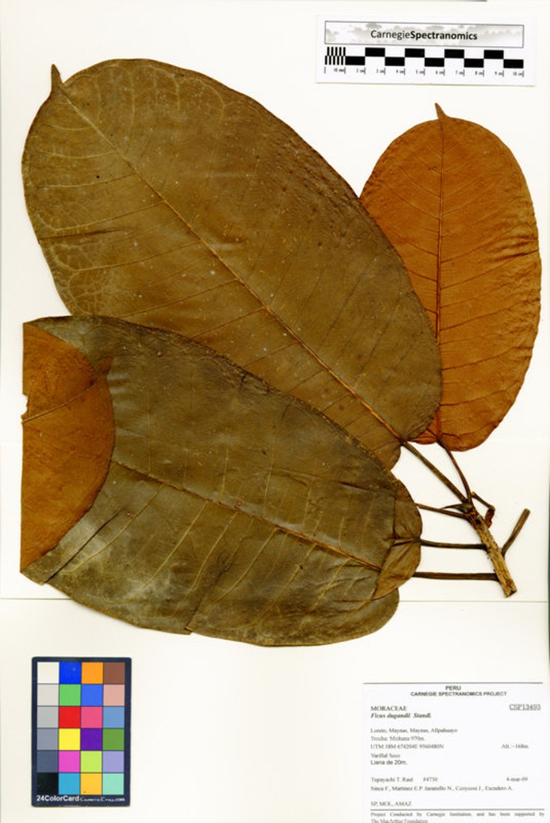 Ficus dugandii photo 3