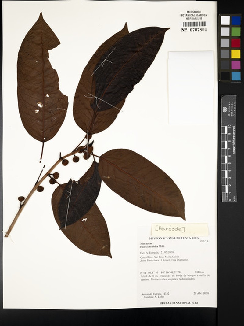 Ficus dugandii photo 4