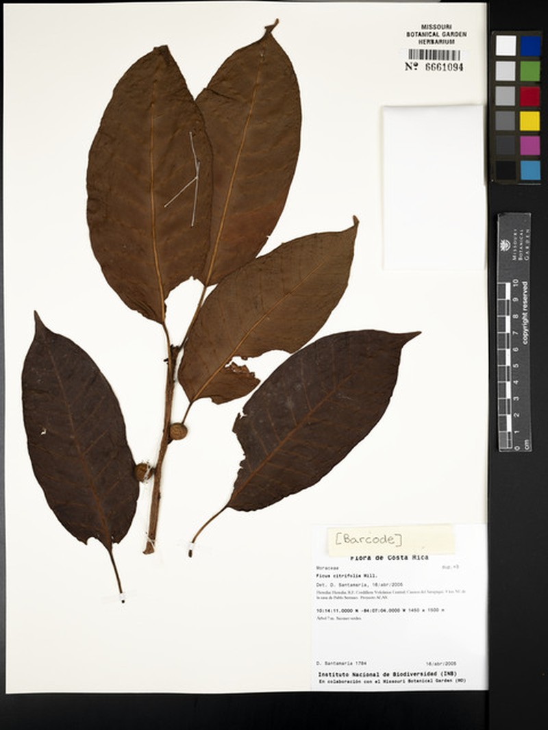 Ficus dugandii photo 5