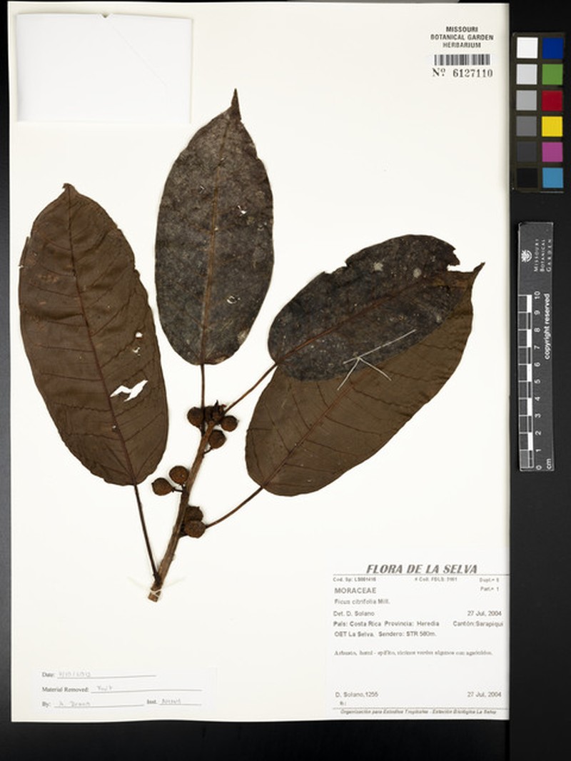 Ficus dugandii photo 6