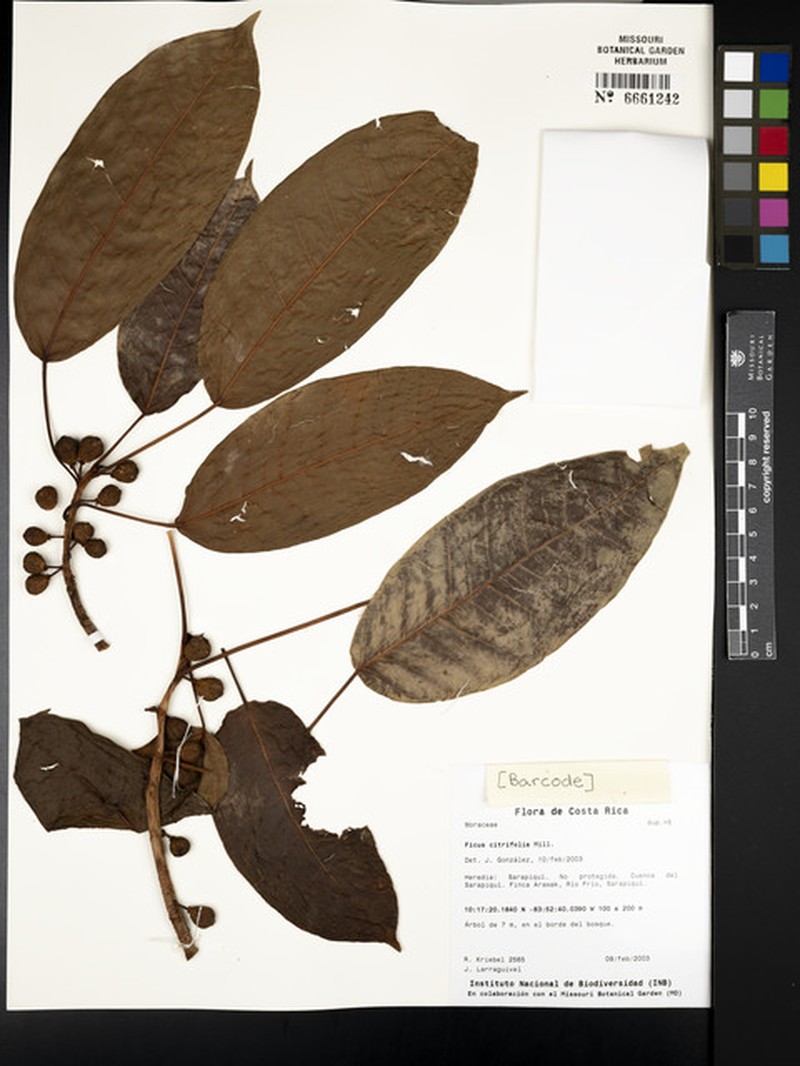 Ficus dugandii photo 7