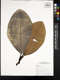 Ficus dulciaria