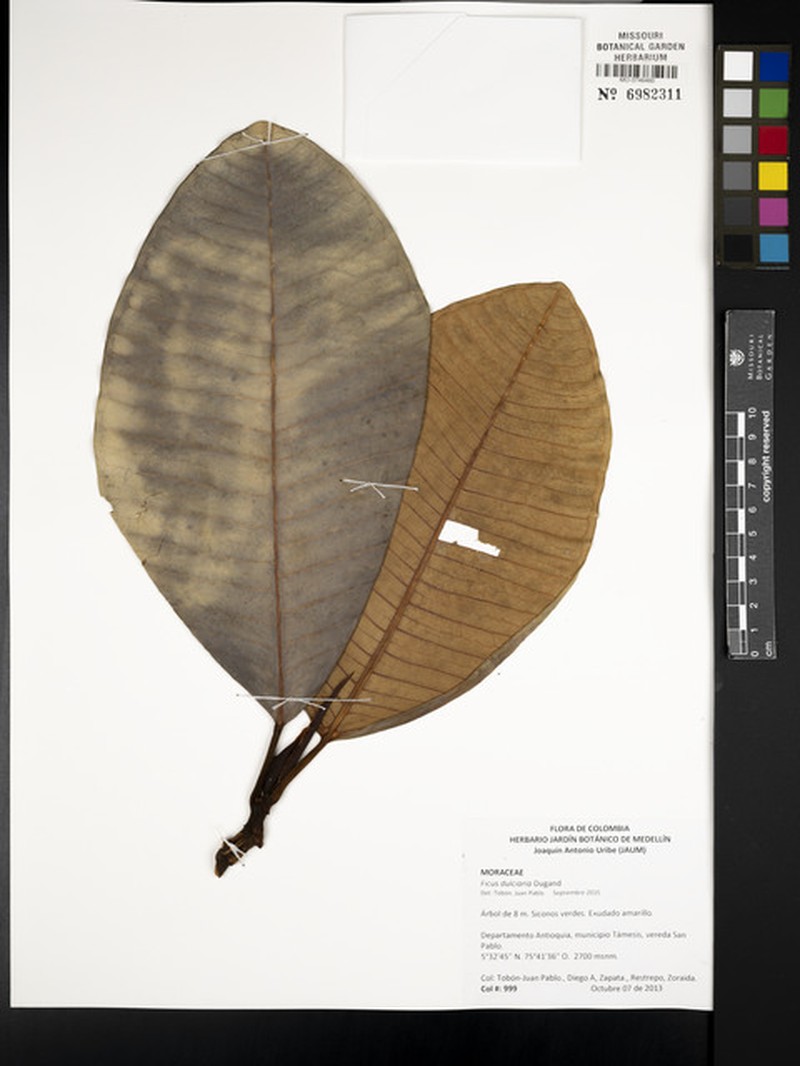 Ficus dulciaria