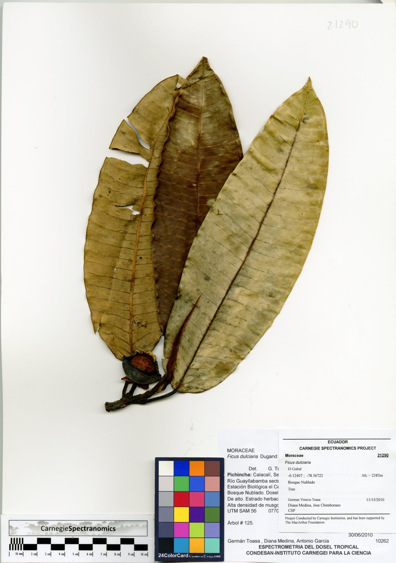Ficus dulciaria photo 2