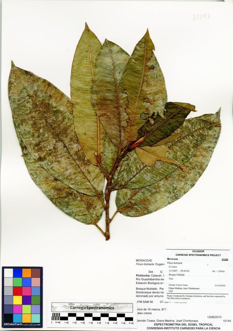 Ficus dulciaria photo 3