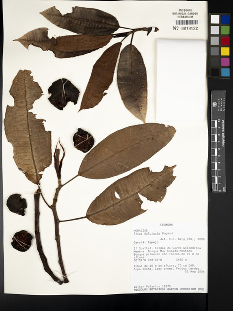 Ficus dulciaria photo 4