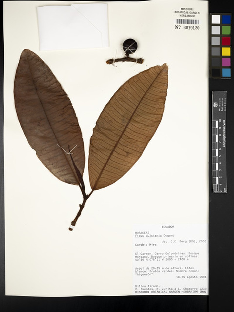 Ficus dulciaria photo 5
