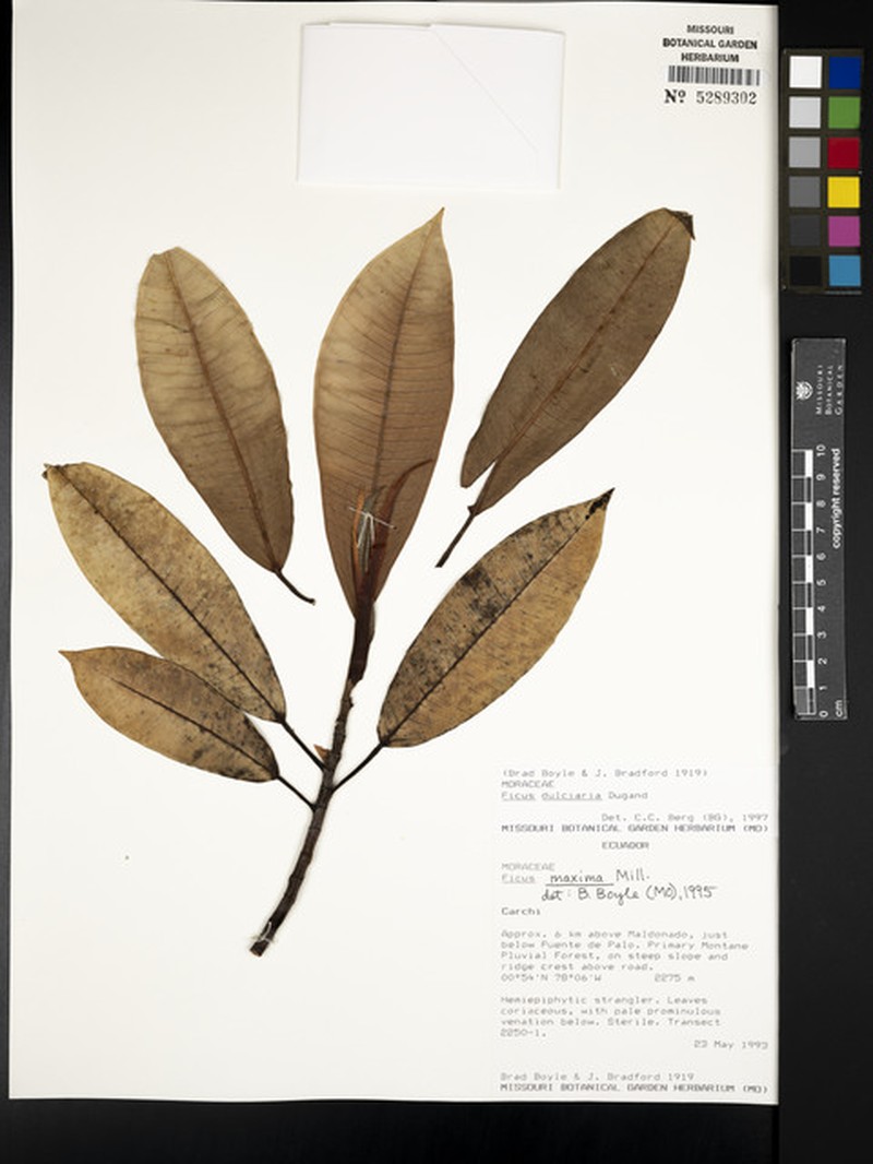 Ficus dulciaria photo 6