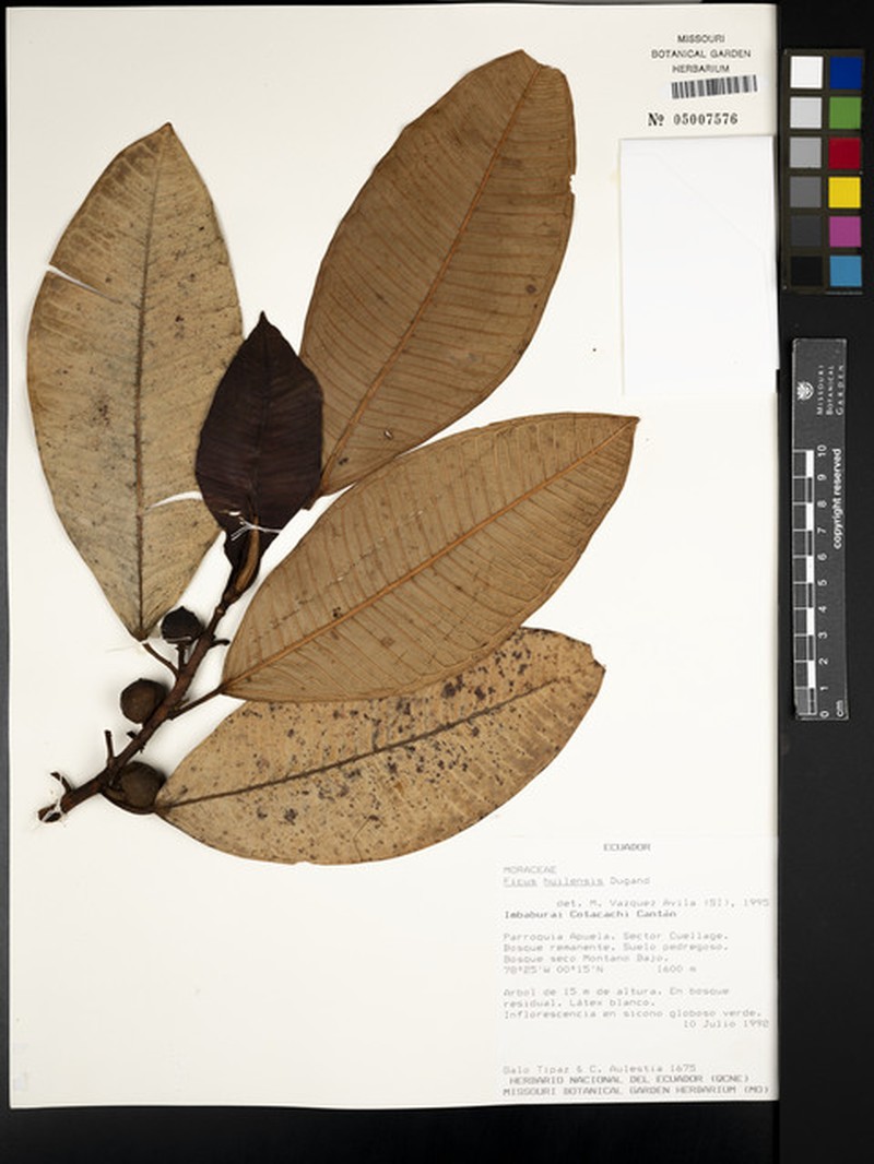 Ficus dulciaria photo 7
