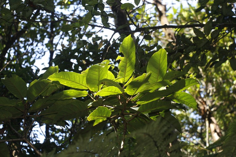 Ficus dzumacensis