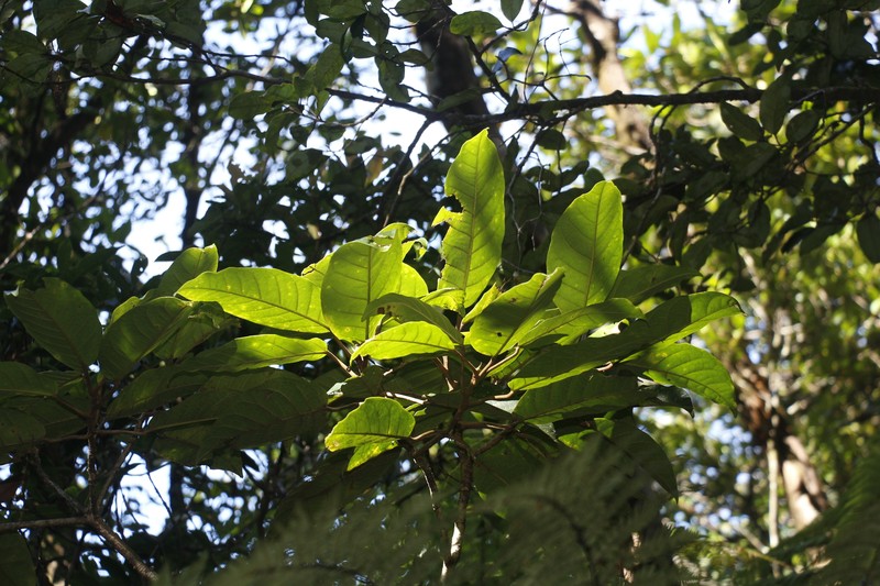 Ficus dzumacensis photo 2