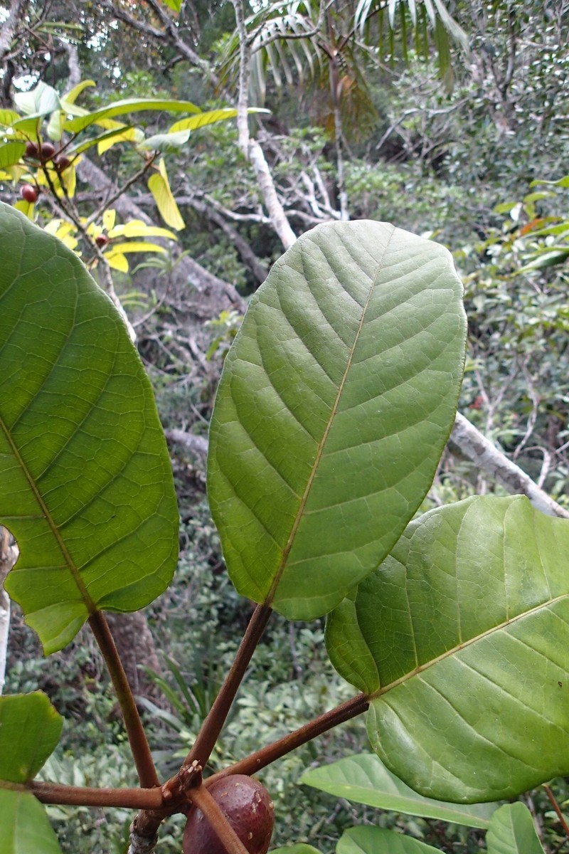 Ficus dzumacensis photo 3