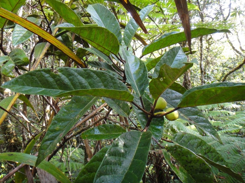 Ficus dzumacensis photo 4