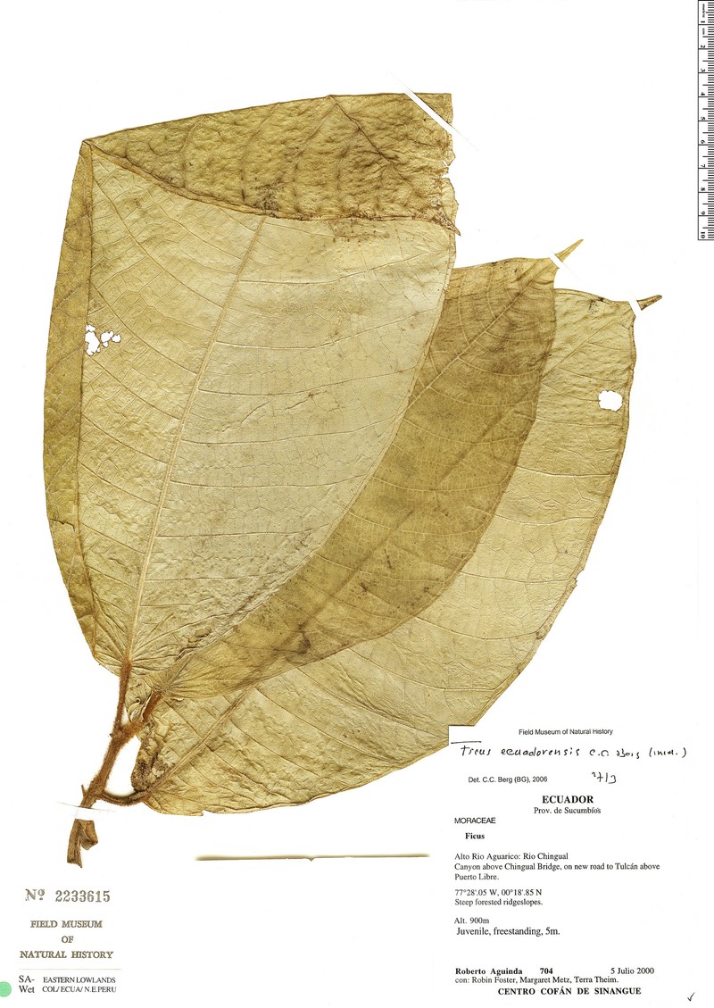 Ficus ecuadorensis