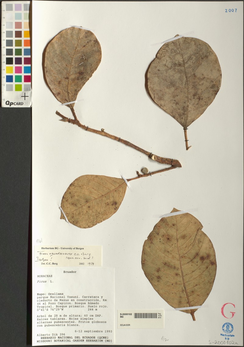 Ficus ecuadorensis photo 2