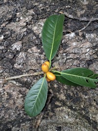 Ficus edelfeltii