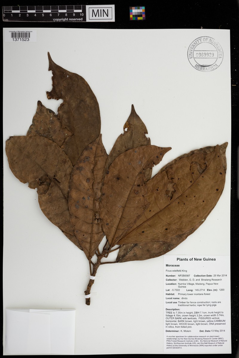 Ficus edelfeltii photo 3