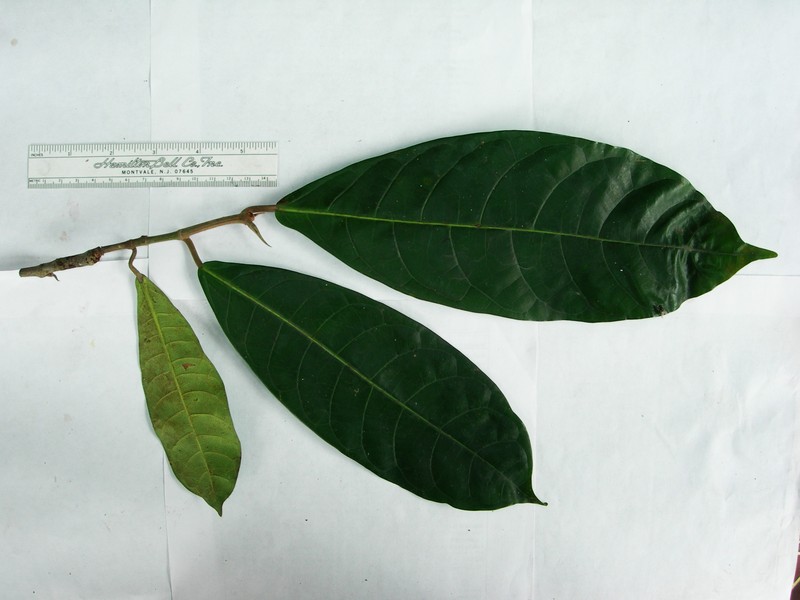 Ficus edelfeltii photo 4