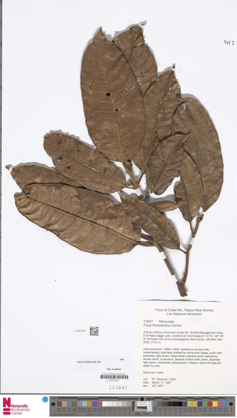 Ficus edelfeltii photo 5