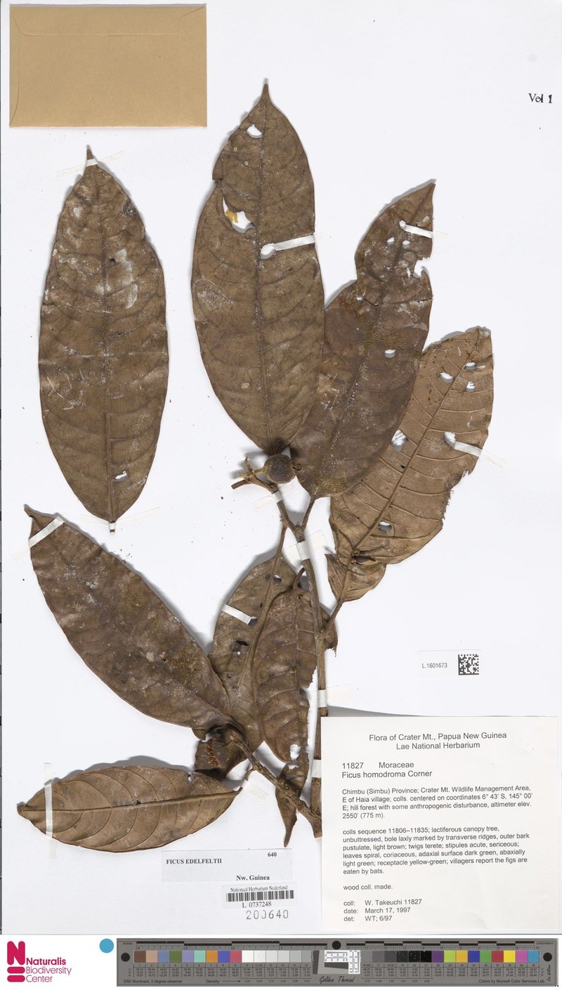 Ficus edelfeltii photo 6
