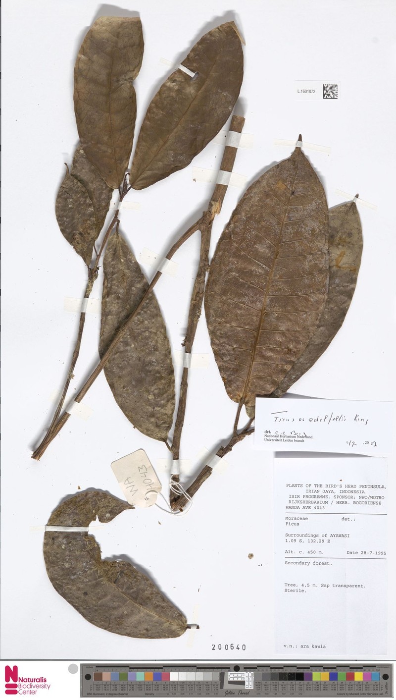 Ficus edelfeltii photo 7