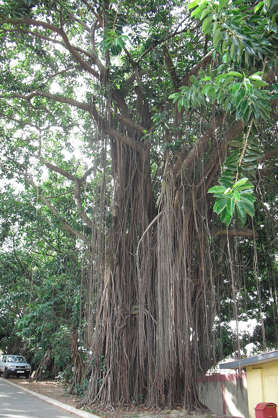 Indian Rubberplant photo 2