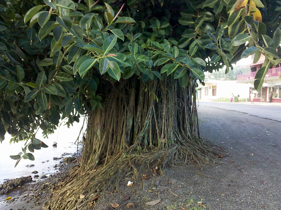 Indian Rubberplant photo 3