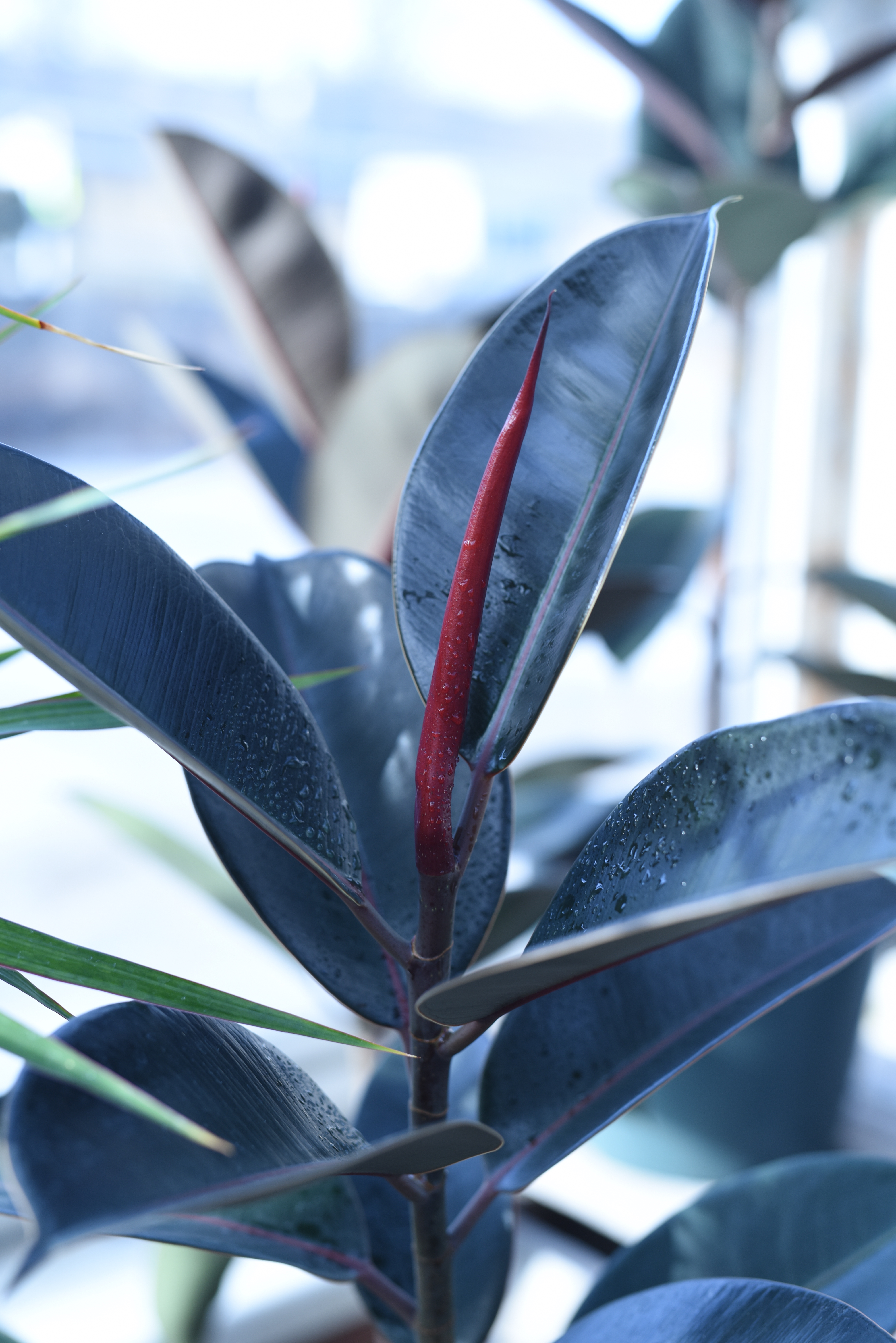 Indian Rubberplant photo 4