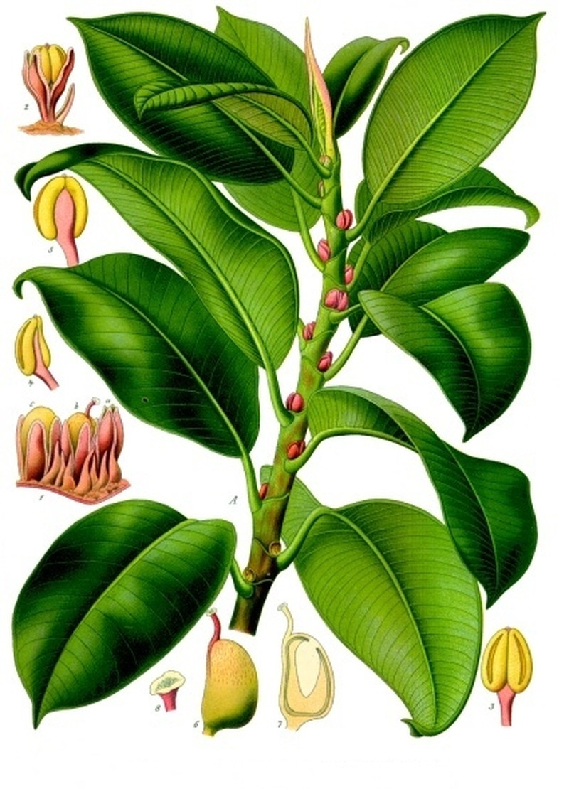 Indian Rubberplant photo 4