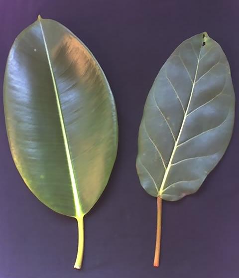 Indian Rubberplant photo 5