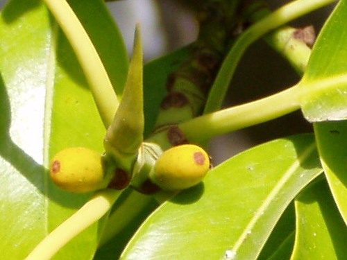 Indian Rubberplant photo 6