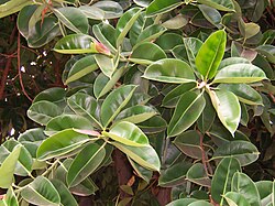 Indian Rubberplant