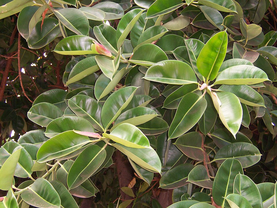 Indian Rubberplant