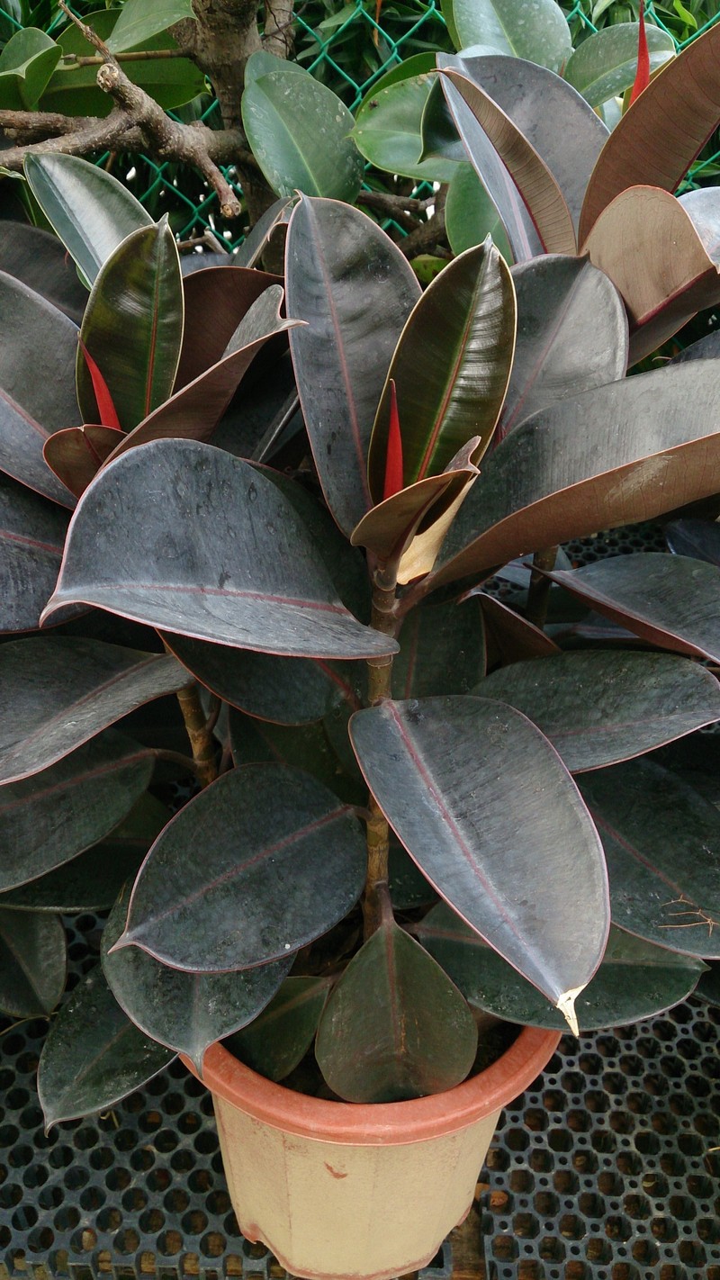 Indian Rubberplant photo 7