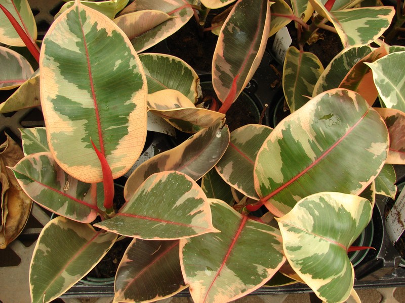 Indian Rubberplant photo 8