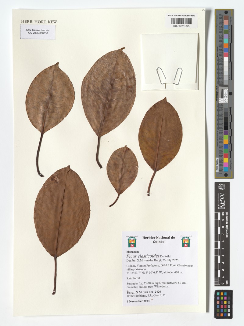 Ficus elasticoides