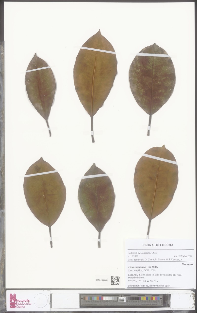 Ficus elasticoides photo 2