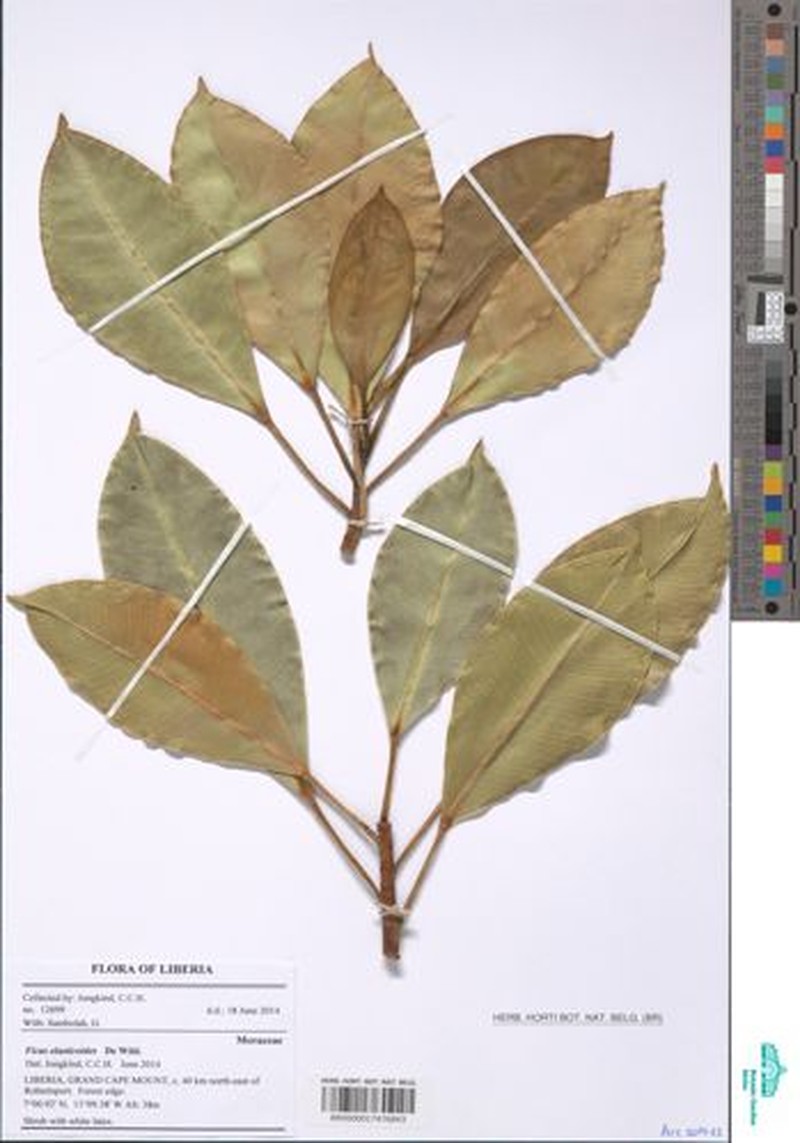 Ficus elasticoides photo 3