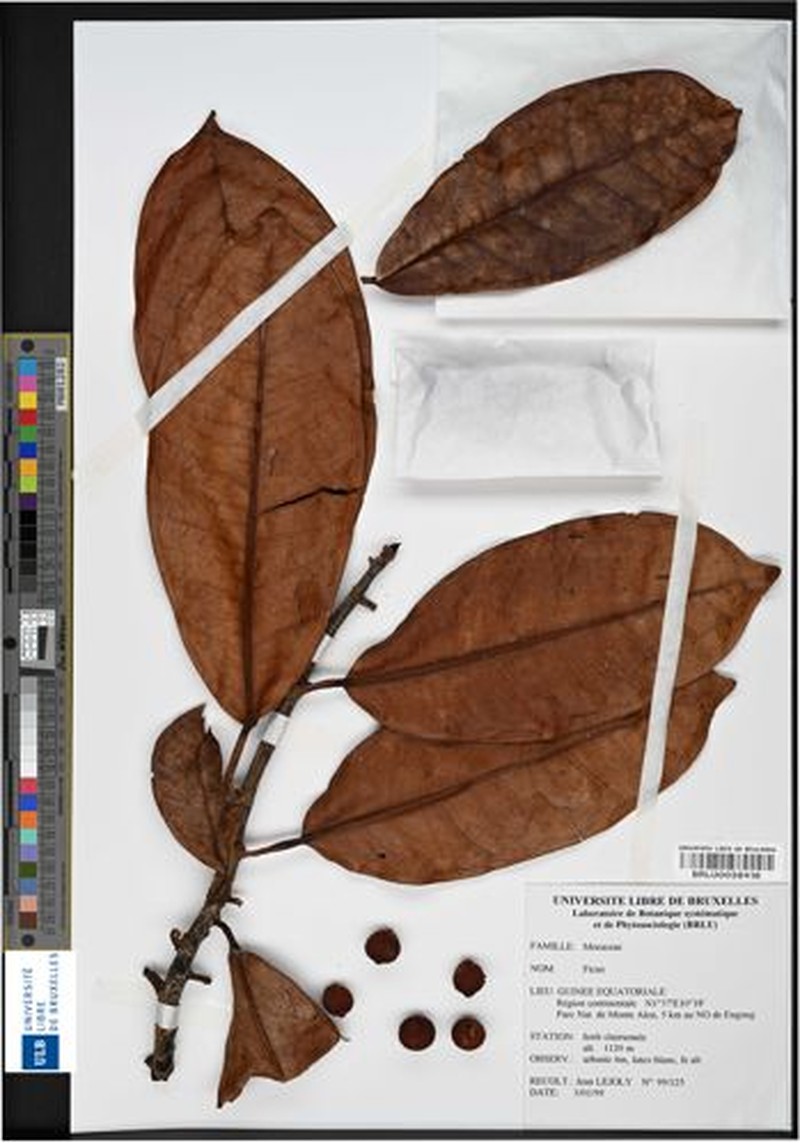 Ficus elasticoides photo 4